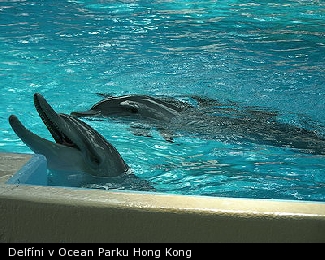 Delfíni v Ocean Parku Hong Kong